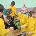 „Ogródek ze smakiem” powstał przy Przedszkolu w Bełku (5)
