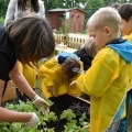 „Ogródek ze smakiem” powstał przy Przedszkolu w Bełku (10)