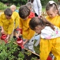 „Ogródek ze smakiem” powstał przy Przedszkolu w Bełku (16)