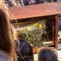 Plenerowe warsztaty pszczelarskie w książenickim arboretum